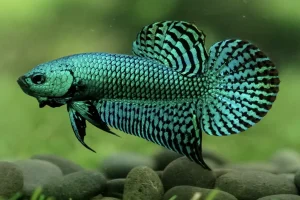 Explore the Unique Beauty of Green Alien Betta Fish: A Complete Guide