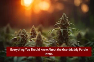 Everything You Should Know About the Granddaddy Purple Strain