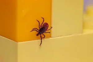 How to Make Your Outdoor Space Less Attractive to Ticks